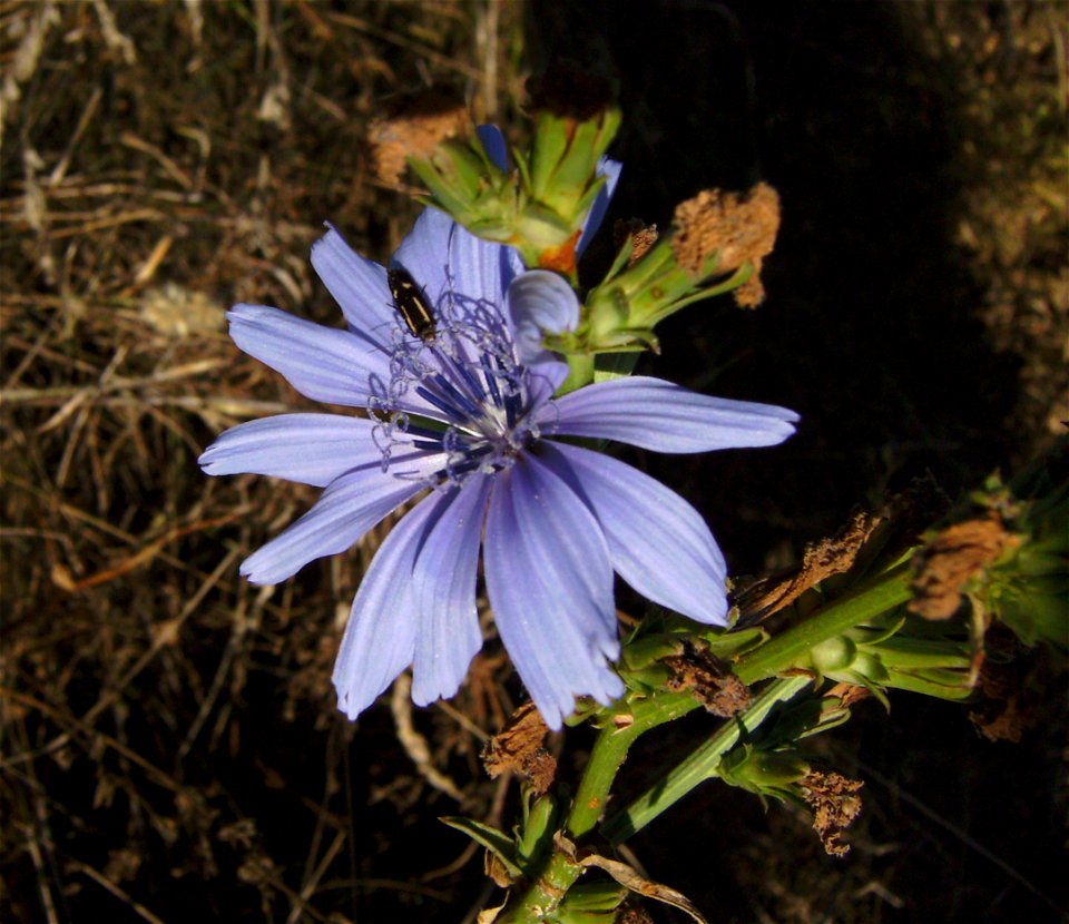 Cichorium intybus flower, Castelltallat, Catalonia
