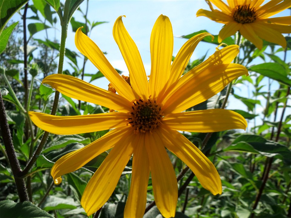 Topinambur (Helianthus tuberosus) im Naturschutzgebiet Bachwiesen/Leopoldswiesen im Hockenheimer Rheinbogen