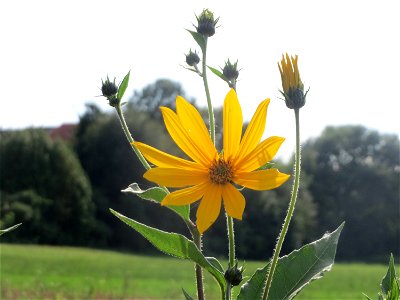Verwilderter Topinambur (Helianthus tuberosus) in Hockenheim