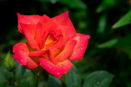Rose flower garden photo