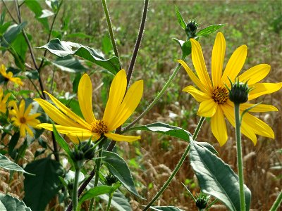 Verwilderter Topinambur (Helianthus tuberosus) in Hockenheim