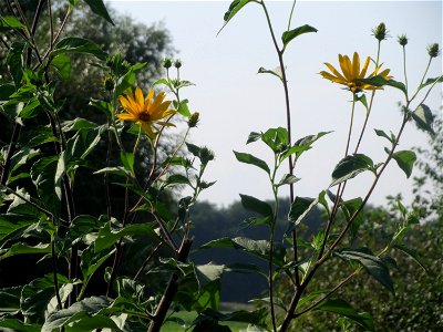 Topinambur (Helianthus tuberosus) im Naturschutzgebiet Bachwiesen/Leopoldswiesen im Hockenheimer Rheinbogen