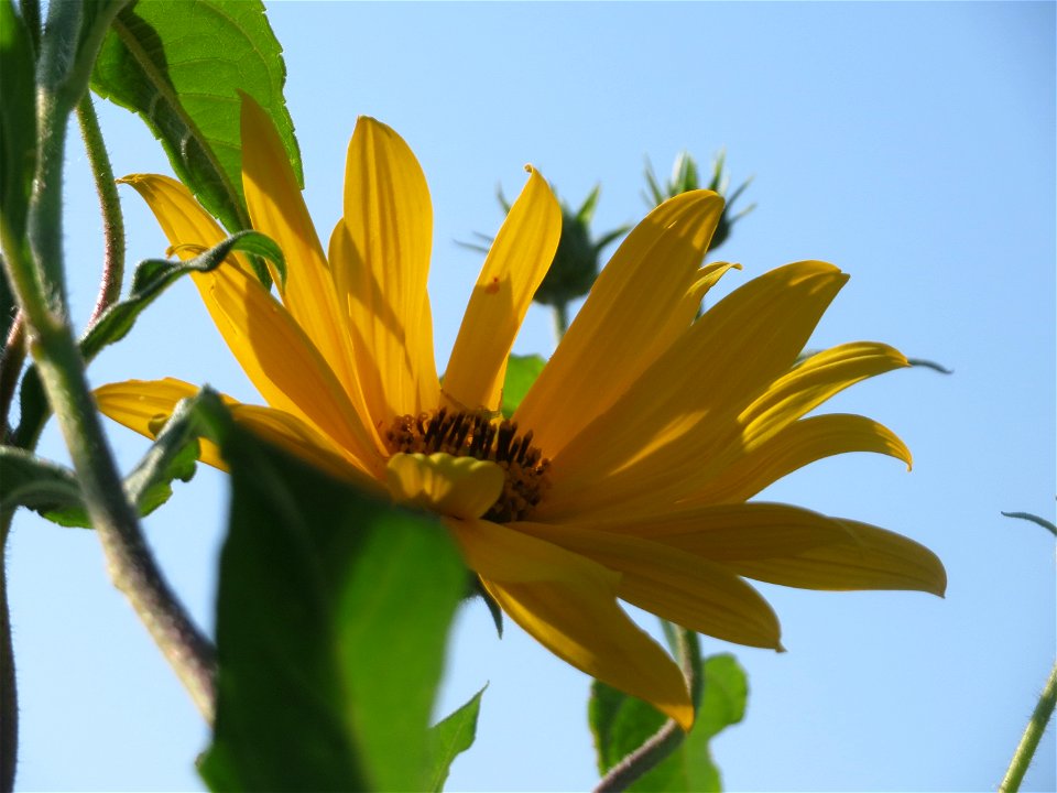 Topinambur (Helianthus tuberosus) im Naturschutzgebiet Bachwiesen/Leopoldswiesen im Hockenheimer Rheinbogen