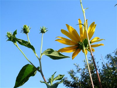 Topinambur (Helianthus tuberosus) im Naturschutzgebiet Bachwiesen/Leopoldswiesen im Hockenheimer Rheinbogen