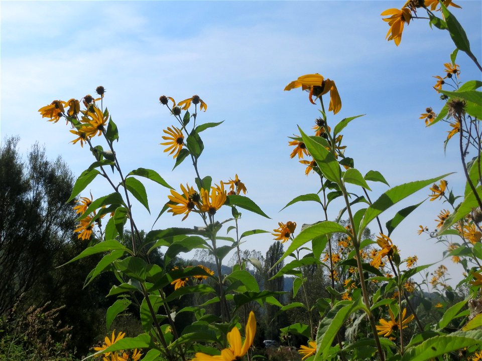 Topinambur (Helianthus tuberosus) im Landschaftsschutzgebiet „Tabakmühlental - Oberster Weiher“ in Sankt Arnual