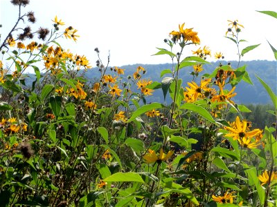 Topinambur (Helianthus tuberosus) im Landschaftsschutzgebiet „Tabakmühlental - Oberster Weiher“ in Sankt Arnual