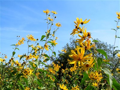 Topinambur (Helianthus tuberosus) im Landschaftsschutzgebiet „Tabakmühlental - Oberster Weiher“ in Sankt Arnual