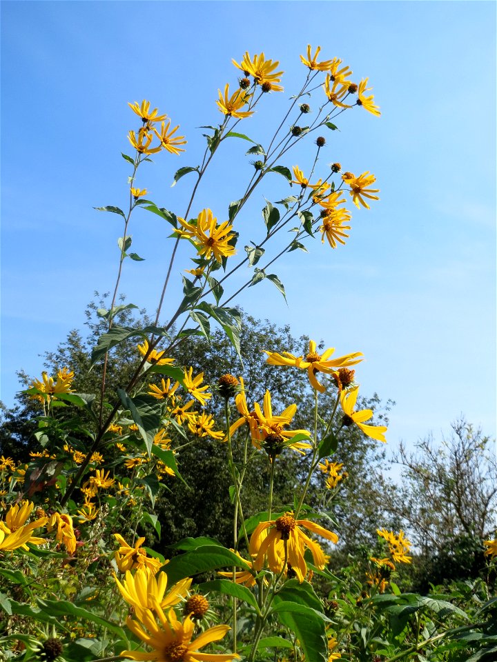 Topinambur (Helianthus tuberosus) im Landschaftsschutzgebiet „Tabakmühlental - Oberster Weiher“ in Sankt Arnual