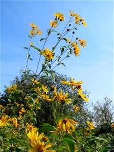 Topinambur (Helianthus tuberosus) im Landschaftsschutzgebiet „Tabakmühlental - Oberster Weiher“ in Sankt Arnual