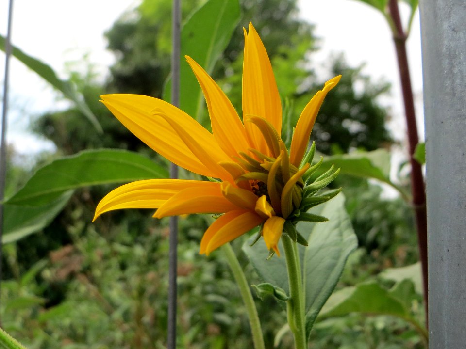 Topinambur (Helianthus tuberosus) - invasiv auf einer Brachfläche in Schwetzingen