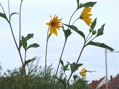 Topinambur (Helianthus tuberosus) - invasiv auf einer Brachfläche in Schwetzingen
