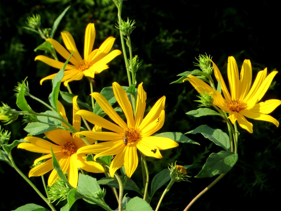 Topinambur (Helianthus tuberosus) - invasiv in Schwetzingen  - ursprünglich aus Nord- und Mittelamerika