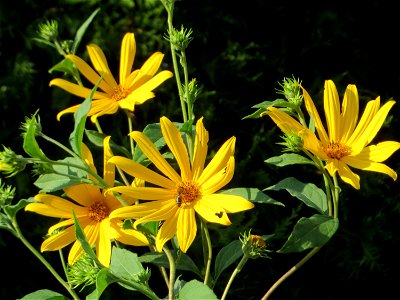 Topinambur (Helianthus tuberosus) - invasiv in Schwetzingen  - ursprünglich aus Nord- und Mittelamerika