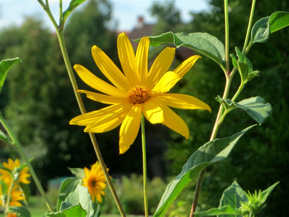 Topinambur (Helianthus tuberosus) - invasiv in Schwetzingen  - ursprünglich aus Nord- und Mittelamerika