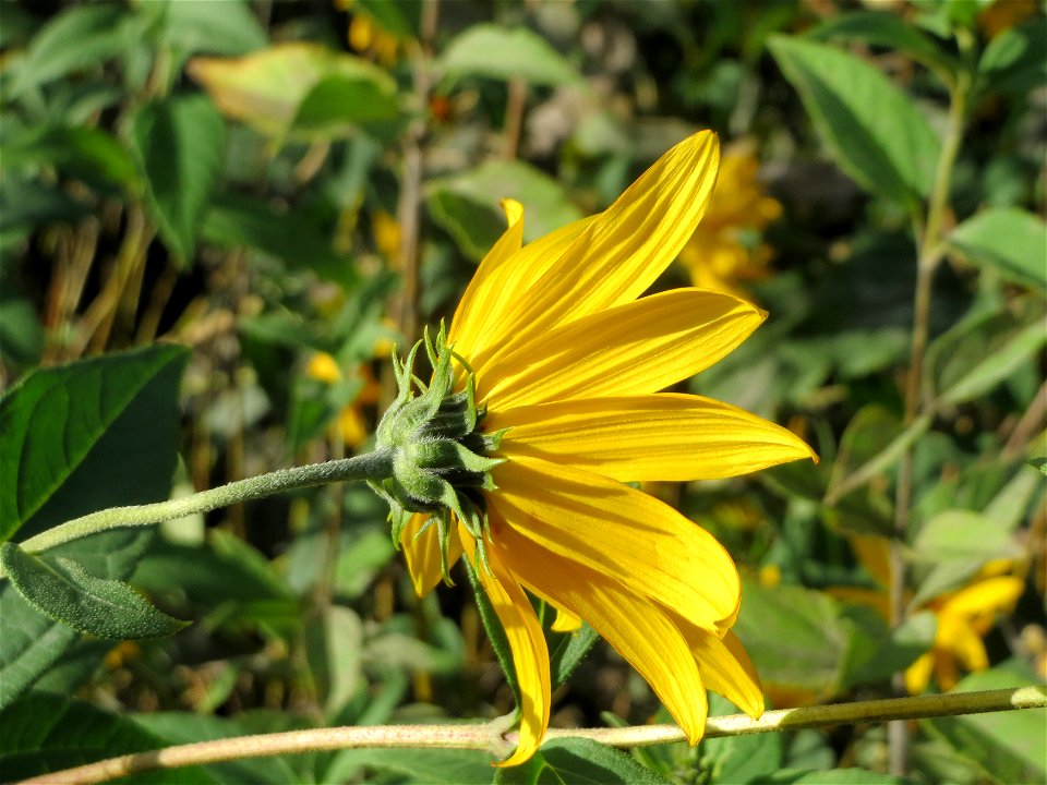 Topinambur (Helianthus tuberosus) - invasiv in Schwetzingen  - ursprünglich aus Nord- und Mittelamerika