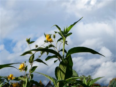 Topinambur (Helianthus tuberosus) - invasiv in Schwetzingen  - ursprünglich aus Nord- und Mittelamerika