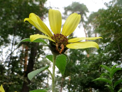 Topinambur (Helianthus tuberosus) - invasiv in der Schwetzinger Hardt - ursprünglich aus Nord- und Mittelamerika