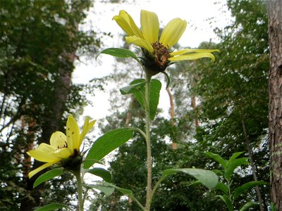 Topinambur (Helianthus tuberosus) - invasiv in der Schwetzinger Hardt - ursprünglich aus Nord- und Mittelamerika