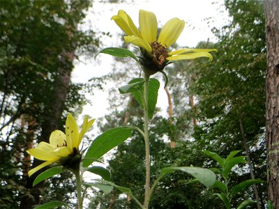 Topinambur (Helianthus tuberosus) - invasiv in der Schwetzinger Hardt - ursprünglich aus Nord- und Mittelamerika photo