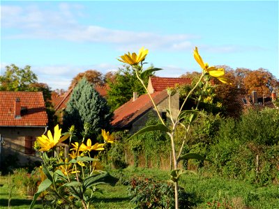 Topinambur (Helianthus tuberosus) - invasiv in Schwetzingen  - ursprünglich aus Nord- und Mittelamerika