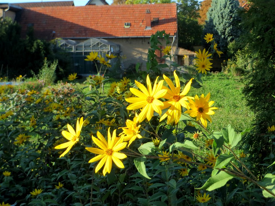 Topinambur (Helianthus tuberosus) - invasiv in Schwetzingen  - ursprünglich aus Nord- und Mittelamerika