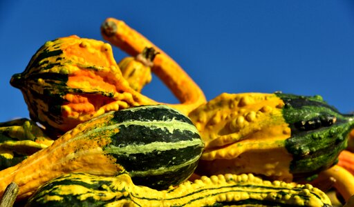 Colorful decorative autumn