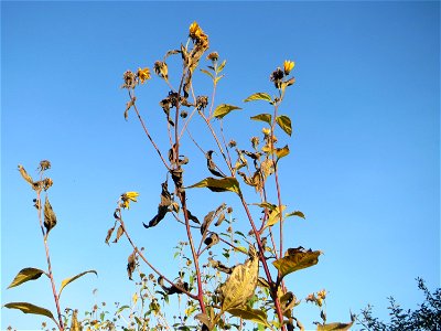 Topinambur (Helianthus tuberosus) im Naturschutzgebiet „Bachwiesen/Leopoldswiesen“ im Hockenheimer Rheinbogen - Ursprung: Nord- und Mittelamerika