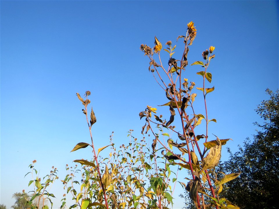 Topinambur (Helianthus tuberosus) im Naturschutzgebiet „Bachwiesen/Leopoldswiesen“ im Hockenheimer Rheinbogen - Ursprung: Nord- und Mittelamerika
