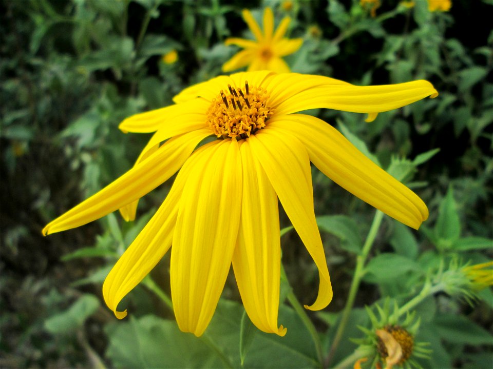Topinambur (Helianthus tuberosus) - invasiv in Schwetzingen  - ursprünglich aus Nord- und Mittelamerika