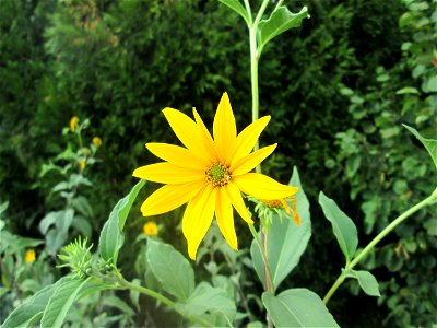 Topinambur (Helianthus tuberosus) - invasiv in Schwetzingen  - ursprünglich aus Nord- und Mittelamerika