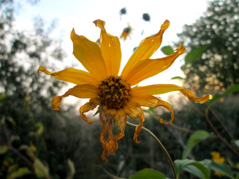 Topinambur (Helianthus tuberosus) im Naturschutzgebiet „Bachwiesen/Leopoldswiesen“ im Hockenheimer Rheinbogen - Ursprung: Nord- und Mittelamerika