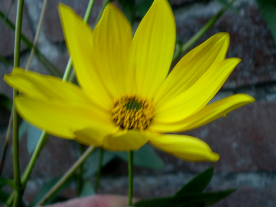 Helianthus tuberosus