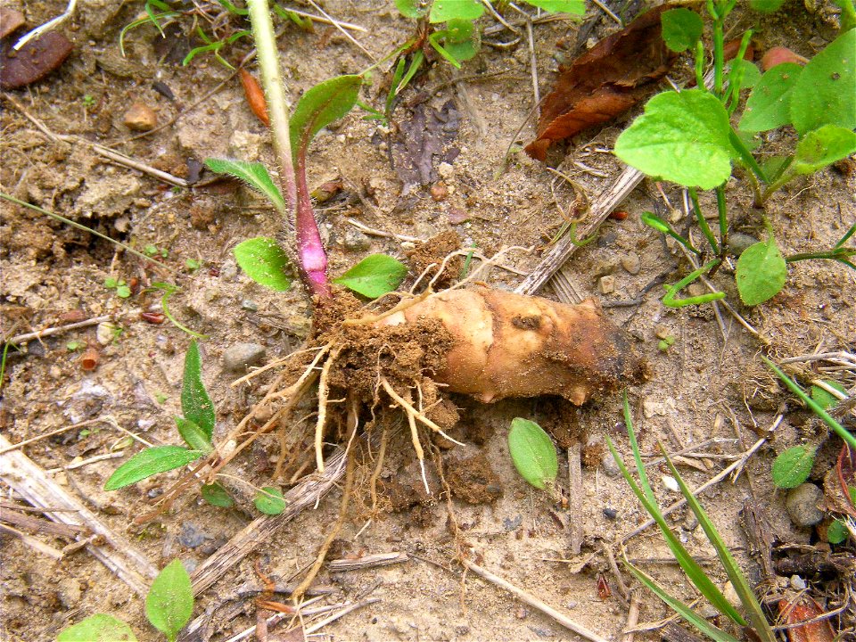 Root of Jerusalem Artichoke. Mukaiyama, Taihaku ward, Sendai, Miyagi prefecture, Japan. North foot of Mt. Atago.
