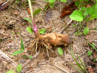 Root of Jerusalem Artichoke. Mukaiyama, Taihaku ward, Sendai, Miyagi prefecture, Japan. North foot of Mt. Atago.