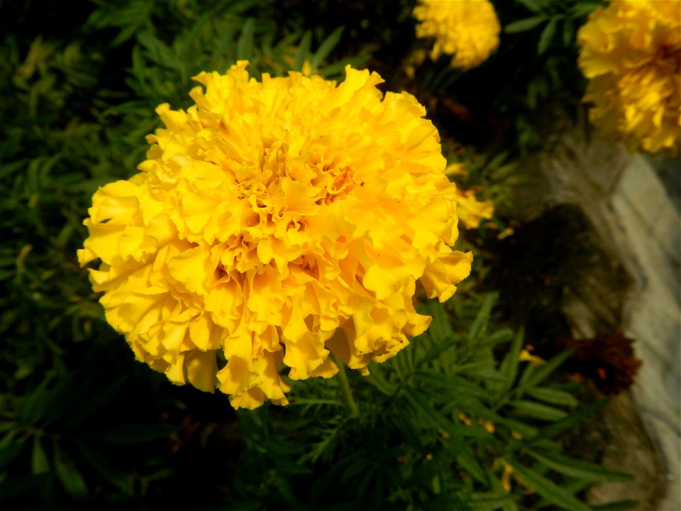 Tagetes erecta French Marigold in Bulacan (Note: Judge Florentino Floro, the owner, to repeat, Donor Florentino Floro of all these photos hereby donate gratuitously, freely and unconditionally all the