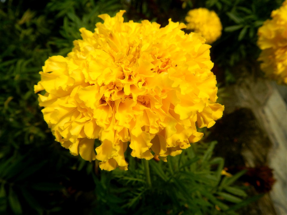 Tagetes erecta French Marigold in Bulacan (Note: Judge Florentino Floro, the owner, to repeat, Donor Florentino Floro of all these photos hereby donate gratuitously, freely and unconditionally all the