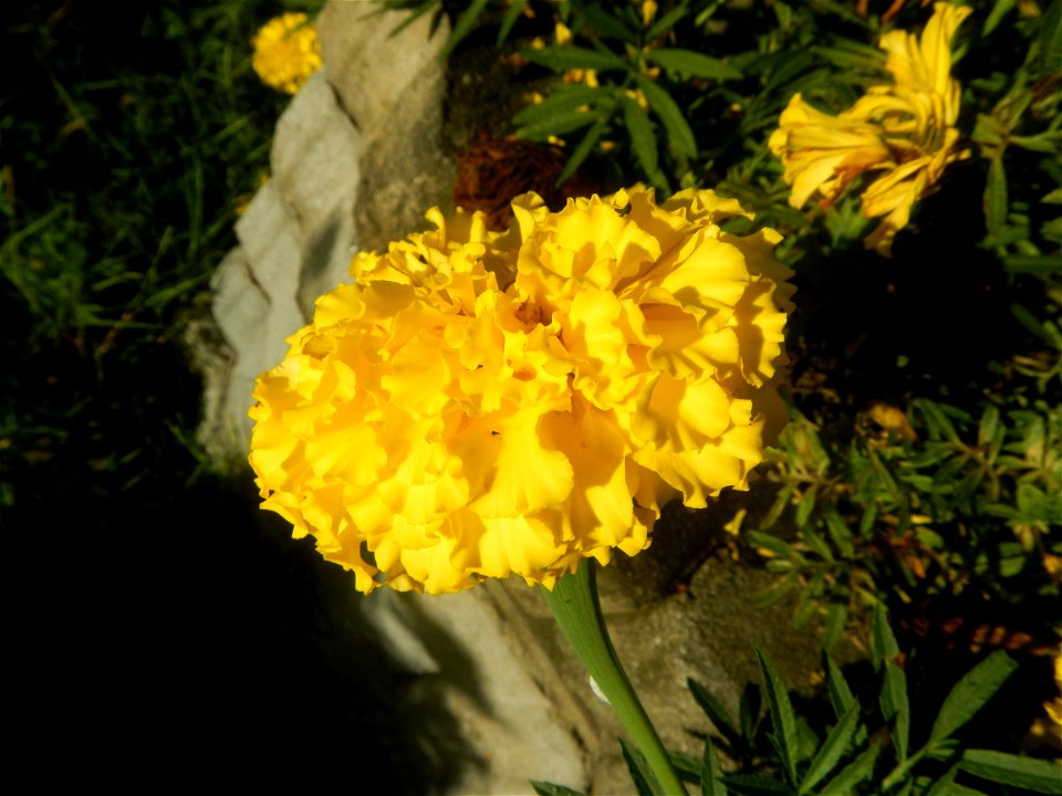 Tagetes erecta French Marigold in Bulacan (Note: Judge Florentino Floro, the owner, to repeat, Donor Florentino Floro of all these photos hereby donate gratuitously, freely and unconditionally all the