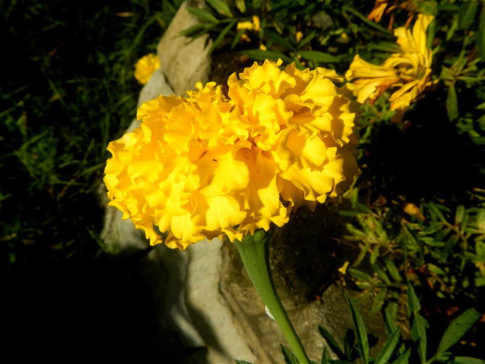 Tagetes erecta French Marigold in Bulacan (Note: Judge Florentino Floro, the owner, to repeat, Donor Florentino Floro of all these photos hereby donate gratuitously, freely and unconditionally all the
