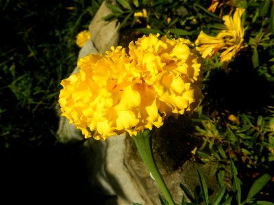 Tagetes erecta French Marigold in Bulacan (Note: Judge Florentino Floro, the owner, to repeat, Donor Florentino Floro of all these photos hereby donate gratuitously, freely and unconditionally all the