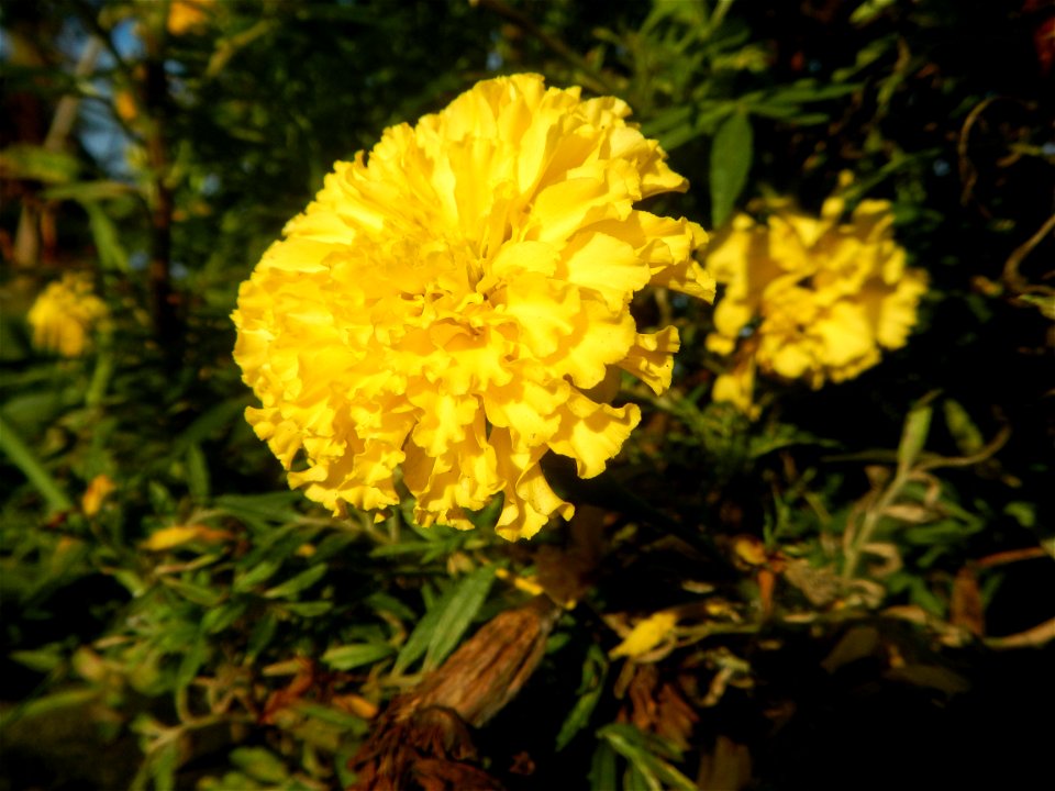 Tagetes erecta French Marigold in Bulacan (Note: Judge Florentino Floro, the owner, to repeat, Donor Florentino Floro of all these photos hereby donate gratuitously, freely and unconditionally all the