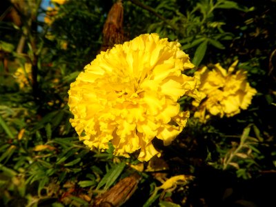 Tagetes erecta French Marigold in Bulacan (Note: Judge Florentino Floro, the owner, to repeat, Donor Florentino Floro of all these photos hereby donate gratuitously, freely and unconditionally all the photo