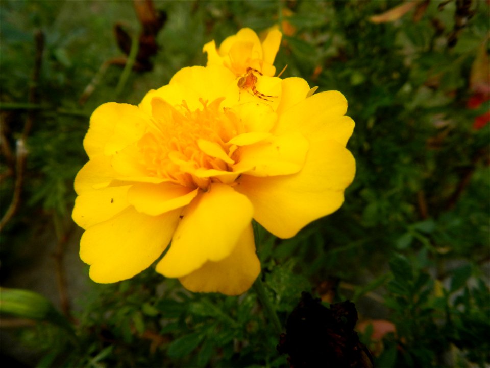 Tagetes patula 'Bonanza Yellow' A spider upon Tagetes erecta French Marigold in Barangay Pagala 14°58'14"N   120°53'26"E Baliuag, Bulacan, Bulacan province, (accessed from Cagayan Valley Road, Baliuag