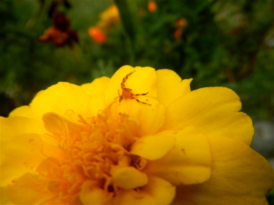 Tagetes patula 'Bonanza Yellow' A spider upon Tagetes erecta French Marigold in Barangay Pagala 14°58'14"N   120°53'26"E Baliuag, Bulacan, Bulacan province, (accessed from Cagayan Valley Road, Baliuag