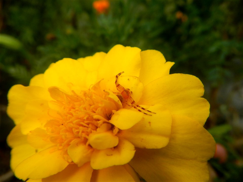 Tagetes patula 'Bonanza Yellow' A spider upon Tagetes erecta French Marigold in Barangay Pagala 14°58'14"N   120°53'26"E Baliuag, Bulacan, Bulacan province, (accessed from Cagayan Valley Road, Baliuag
