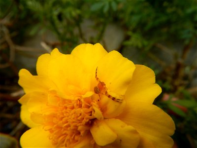 Tagetes patula 'Bonanza Yellow' A spider upon Tagetes erecta French Marigold in Barangay Pagala 14°58'14"N   120°53'26"E Baliuag, Bulacan, Bulacan province, (accessed from Cagayan Valley Road, Baliuag