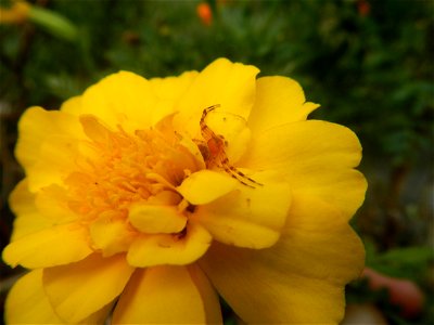 Tagetes patula 'Bonanza Yellow' A spider upon Tagetes erecta French Marigold in Barangay Pagala 14°58'14"N   120°53'26"E Baliuag, Bulacan, Bulacan province, (accessed from Cagayan Valley Road, Baliuag