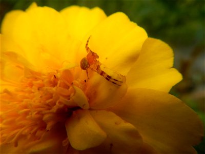 Tagetes patula 'Bonanza Yellow' A spider upon Tagetes erecta French Marigold in Barangay Pagala 14°58'14"N   120°53'26"E Baliuag, Bulacan, Bulacan province, (accessed from Cagayan Valley Road, Baliuag