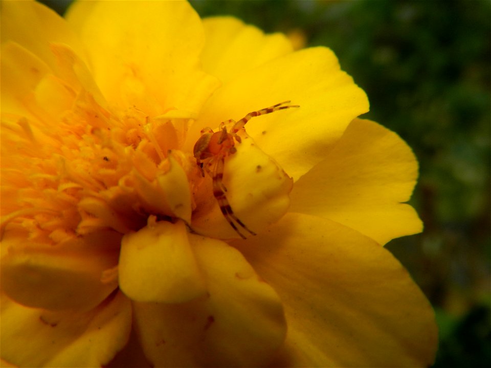 Tagetes patula 'Bonanza Yellow' A spider upon Tagetes erecta French Marigold in Barangay Pagala 14°58'14"N   120°53'26"E Baliuag, Bulacan, Bulacan province, (accessed from Cagayan Valley Road, Baliuag