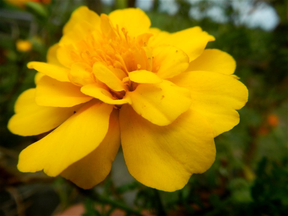 Tagetes patula 'Bonanza Yellow' A spider upon Tagetes erecta French Marigold in Barangay Pagala 14°58'14"N   120°53'26"E Baliuag, Bulacan, Bulacan province, (accessed from Cagayan Valley Road, Baliuag