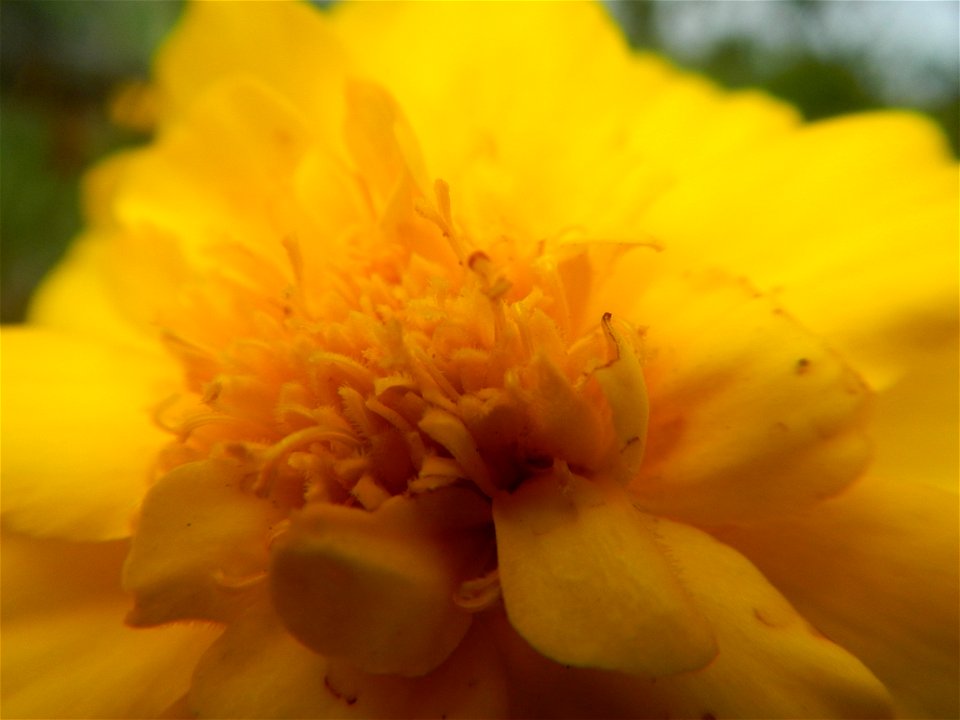 Tagetes patula 'Bonanza Yellow' A spider upon Tagetes erecta French Marigold in Barangay Pagala 14°58'14"N   120°53'26"E Baliuag, Bulacan, Bulacan province, (accessed from Cagayan Valley Road, Baliuag
